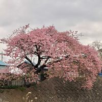 サクラ,スイカズラ,ツバキ,河津桜,河津桜の画像