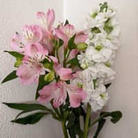 アルストロメリア,ラナンキュラス,八重咲きストック,ラックス　アポロン,ラナンキュラス ラックス アポロンの画像