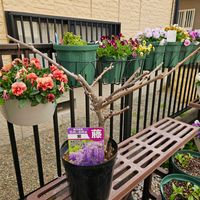 フジ,鉢植え,明るい日陰,プランター,ガーデニング初心者の画像