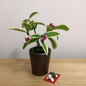 沈丁花,小品盆栽,ミニ盆栽,盆栽教室,ベランダの画像