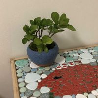 小品盆栽,ミニ盆栽,盆栽教室,取り木にチャレンジ,ベランダの画像