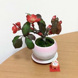 小品盆栽,ミニ盆栽,盆栽教室,マルコロチャン,ベランダの画像