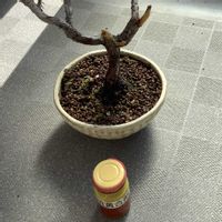 小品盆栽,ミニ盆栽,盆栽教室,真柏の盆栽,ベランダの画像