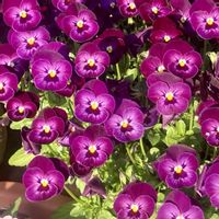 マツバギク,ローズマリー,ビオラ,松葉菊,シレネ ピンクパンサーの画像