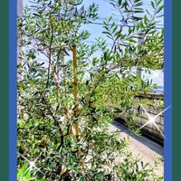 オリーブ,パンジー・ビオラ,ヒメリュウキンカ,マンサク,パンジーの画像