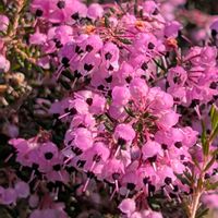 ガマズミ,キンセンカ,トサミズキ,ユキヤナギ,パンジーの画像