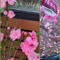 ボケ,ボケ,マンリョウ,マンリョウ,モモの画像