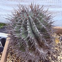 E.horbia 'genpuku',多肉植物,ユーフォルビア,花のある暮らし,タニラーの画像