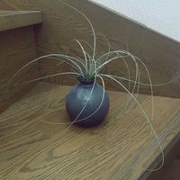 チランジア,エアプランツ,一輪挿し,iPhone撮影,asingleflowervaseの画像