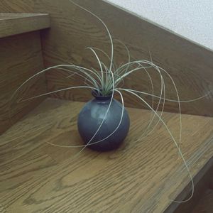 チランジア,エアプランツ,一輪挿し,iPhone撮影,asingleflowervaseの画像