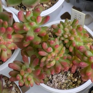 多肉植物,葉挿し,リメ缶,多肉寄せ植え,リメ鉢の画像