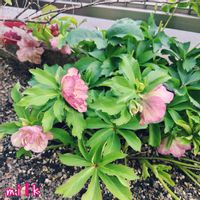 クリスマスローズ,ヒューケラ,八重咲きクリスマスローズ,リオ,寄せ植えの画像