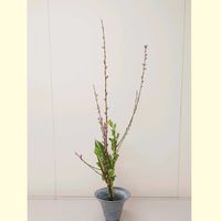 モモ,菜の花,ハラン,お雛様,ひな祭りの画像