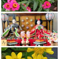 ジニア,ヒメリュウキンカ,ひな祭りの画像