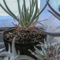 ダドレア,タニラー,ダドレア属,その他部屋の画像