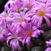 メセン,コノフィツム属,タニラー,その他部屋の画像