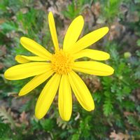 ユリオプスデージーの画像