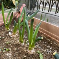ネギ,iPhone撮影,植物大好き,今日も笑顔で♡,平和を願う☆の画像