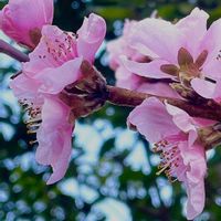 シャリンバイ,ハナモモ,モモ,ユスラウメ,カナメモチの画像