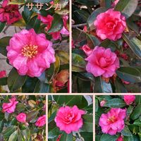 サザンカ,ヤブランの実,ツワブキの綿毛,カンザキアヤメ,コウヤボウキの綿毛の画像