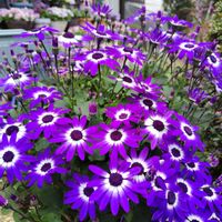 鉢植え,セネッティ,大内塗雛人形の画像