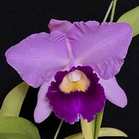 カトレア,スオウナルト‘ジュンコ’の画像