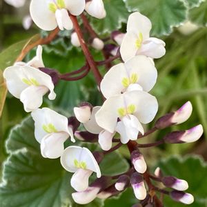 白が好き,#ガーデニング,エクステリアの画像