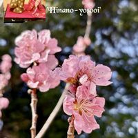 モモ,ひなまつり,山野草,꒰ღ˘◡˘ற꒱かわゅ~,庭園の画像