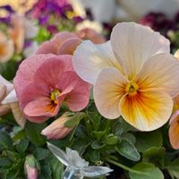 花のある暮らし,お散歩写真,ビオラ・パンジー,パンビオ,ビオラ・パンジー祭り♪の画像