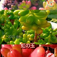 虹の玉,アベリア,ギョリュウバイ,斑入りアベリア,多肉植物の画像