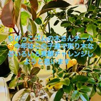 モンステラ,フィカス ルビー,フィカス,フィカス ベンガレンシス,フィカス・ルビキノーサの画像