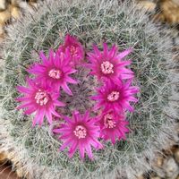 サボテンの花,いつもありがとうございます♡(ᴗ̤ .̮ ᴗ̤ )₎₎の画像