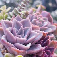 ピンクプリティ,ピンクプリティ,多肉植物 寄せ植え,舞乙女,ホワイトパールの画像