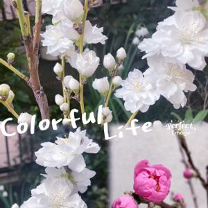 ハナモモ,モモ,モモ,手作り,花のある暮らしの画像