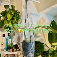 モンステラ,フィロデンドロン,森林浴,熱帯植物,癒しの空間の画像