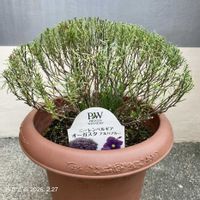 ニーレンベルギア,ニーレンベルギア,ニーレンベルギアオーガスタアルバブルー,PR,ガーデニング初心者の画像