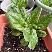 ほうれん草,ほうれん草,荒地改造中,家庭菜園,ベランダの画像