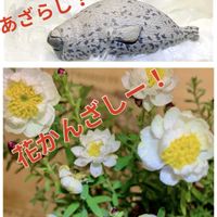 ハナカンザシ,花かんざし,イボタ,盆栽,小品盆栽の画像