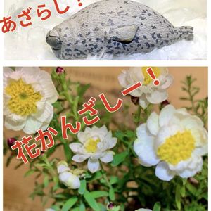 ハナカンザシ,花かんざし,イボタ,盆栽,小品盆栽の画像