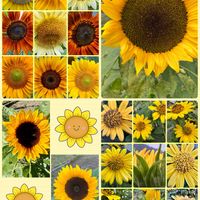 ヒマワリ,パンジー,姫ひまわり,寄せ植え.,寄せ植えの画像