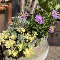 可愛い,古道具,放置栽培,春の訪れ,寄せ植え初心者の画像