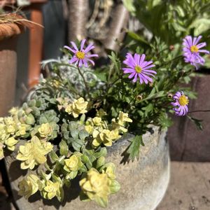 可愛い,古道具,放置栽培,春の訪れ,寄せ植え初心者の画像