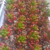 虹の玉,多肉植物,セダム属,多肉丼,多肉女子の画像