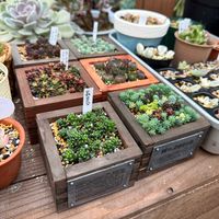 多肉植物,ガーデニング,リメイク鉢,リメイク枡,チマチマ植えの画像
