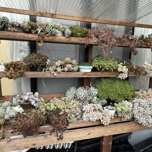 多肉植物,ガーデニング,多肉棚の画像