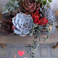 火祭り,熊童子,アーモンドネックレス,福娘, ブロンズ姫の画像