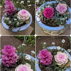 植木鉢,花いろいろ,バラと夢CLUB,おうち園芸,2019同期の画像