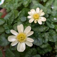 山野草,スマホ撮影,棚の画像