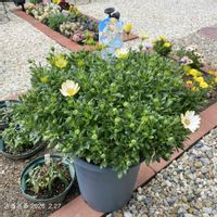 オステオスペルマム,キララ,キララ,キララホワイト,サントリー キララ ホワイトの画像