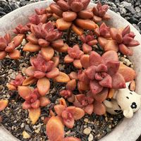  ブロンズ姫の画像